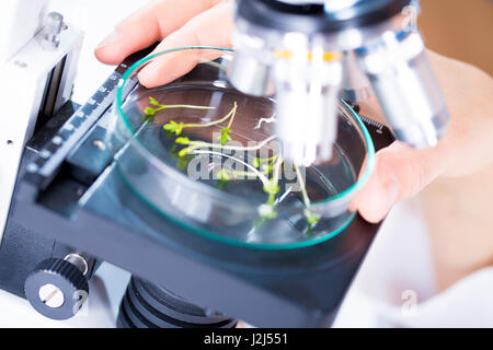 Piante in capsula di petri sotto microscopio, vicino. Foto Stock