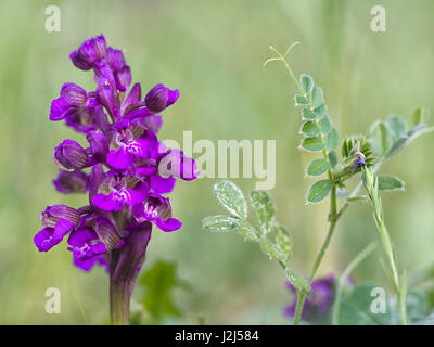 Aka Orchis morio. Mostrato in habitat con la veccia. Foto Stock