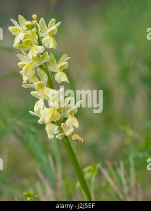 Giallo, orchidea selvatica. Fotografato in Italia. Foto Stock