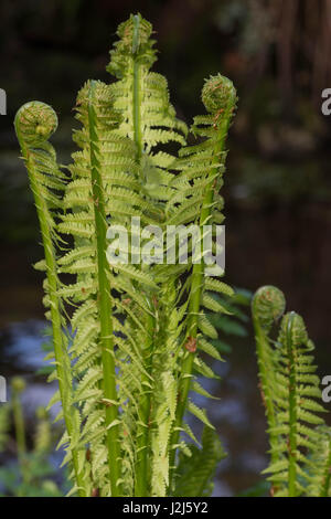 Felce di struzzo Foto Stock