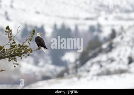 Aquila calva / American Eagle / Weisskopfseeadler ( Haliaeetus leucocephalus ), appollaiato in un albero, alta sopra coperta di neve Yellowstone Valley, Montana, Foto Stock