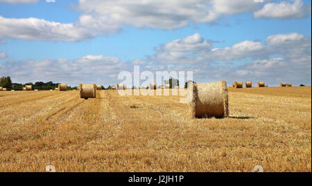 Un inglese un paesaggio rurale con campo di grano dorati e stoppie round balle di fieno Foto Stock