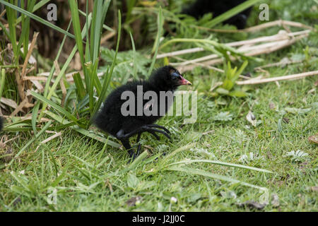 Pulcino Moorhen Gallinula chloropus Foto Stock