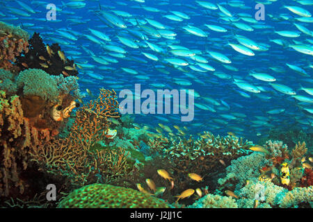 La scolarizzazione Fusiliers oltre una colorata barriera corallina. Gam, Raja Ampat, Indonesia Foto Stock