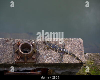 Lo Sri Lanka. Un varan su una mensola di pietra Foto Stock