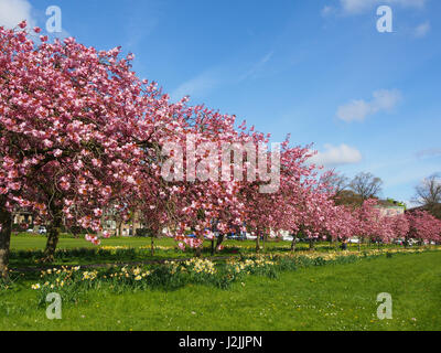 Fiore di Ciliegio sul Prunus alberi con narcisi sotto il parassita in Harrogate, North Yorkshire, Inghilterra, su un soleggiato cielo blu giornata di primavera in aprile, Foto Stock