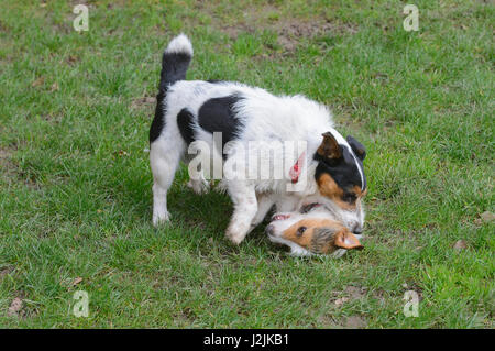 Due Jack Russel terrier cani giocare combattimenti, Ruthin, Denbighshire, il Galles del Nord. Foto Stock