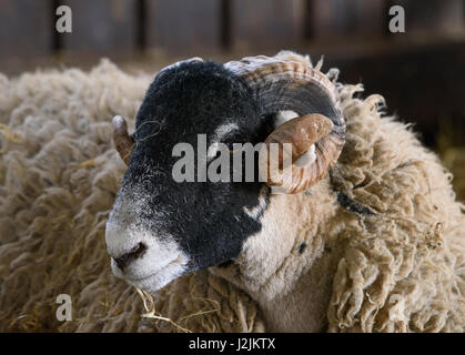 Swaledale pecore in un figliando penna, Chipping, Lancashire. Foto Stock