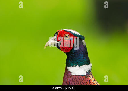 Fagiano, Phasianus colchicus, ritratto del singolo adulto maschio. Worcestershire, Regno Unito. Foto Stock