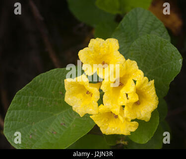 Giallo Cordia (Cordia lutea) fiori e foglie. Noto anche come Geiger giallo e con il nome spagnolo locale Muyuyo Foto Stock