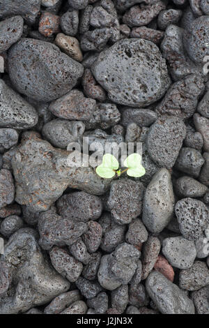 Mattina Gloria cotiledone (Ipomoea) pianta che cresce attraverso le pietre di lava intemperie su un'isola vulcanica Foto Stock