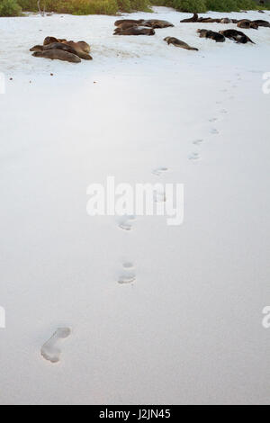 Impronte lasciate dal turista a piedi nella sabbia lungo la spiaggia oltre Galapagos Sealions Foto Stock
