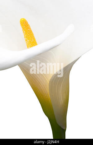 Fiore di giglio di Calla primo piano su uno sfondo bianco Foto Stock