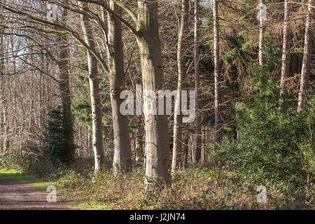 Faggi ( Fagus sylvatica). Montante dritto, grigio argenteo trunk. Caduche. Piantate il bordo del bosco di conifere sullo sfondo a destra. Norfolk. Oriente Foto Stock