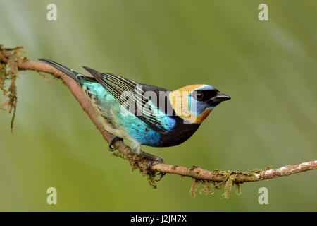 Un oro-Tanager incappucciati in Costa Rica rain forest Foto Stock