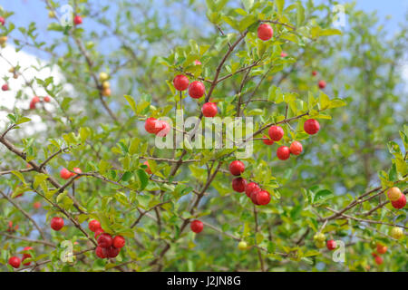 Acerola (Malpighia glabra) o Acerolla su albero Foto Stock