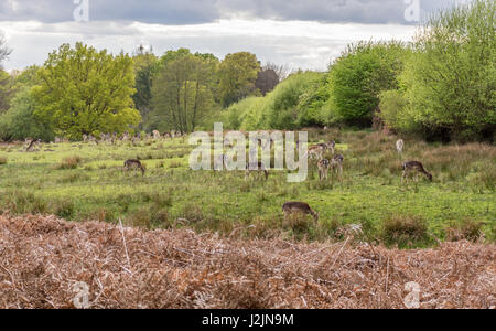 Daini nel nuovo Parco Nazionale della foresta nel Regno Unito. Foto Stock