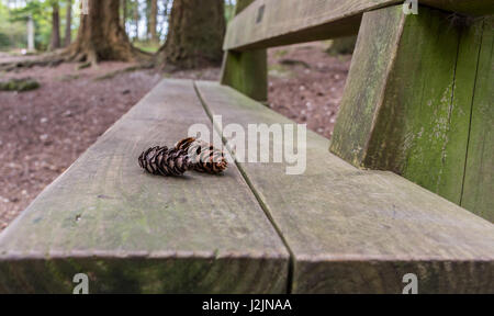 Close up di pigne sulla parte superiore di un banco nel nuovo Parco Nazionale della foresta nel Regno Unito. Foto Stock