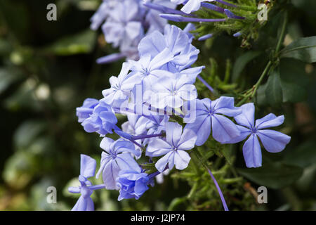 Ceratostigma willmottianum pianta in fiore Foto Stock