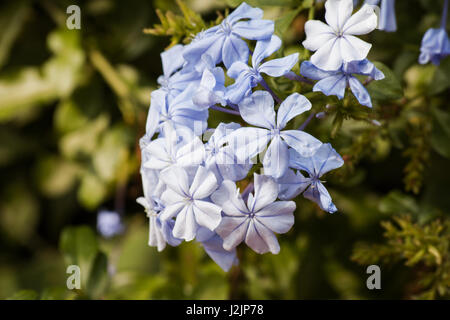 Plumbago auriculata piante in fiore Foto Stock