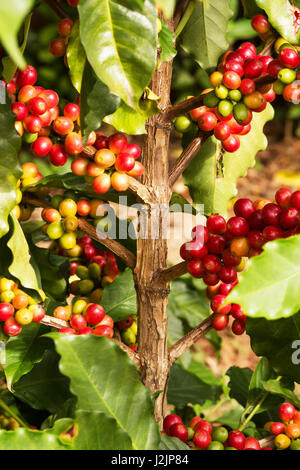 Albero di caffè con bacche mature Foto Stock