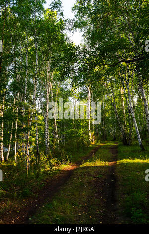 Strada forestale in estate con il sole di luce rendendo la strada attraverso gli alberi. clima misterioso con sorprendente di fasci di luce che entra nel bosco. Foto Stock