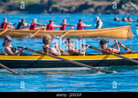 Isole Scilly, UK. 28 apr, 2017. Vincitori Kensa durante la loro corsa. Credit: Ed Marshall / Alamy Live News Foto Stock