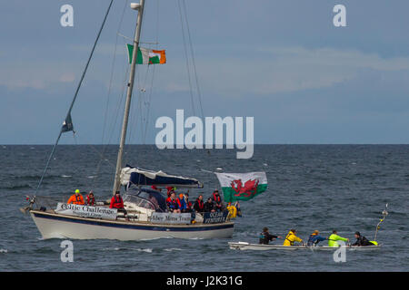 Aberystwyth, Wales, Regno Unito. La partecipazione longboats, team e sostenere barche arrivano in Aberystwyth dopo un estenuante per tutta la notte di viaggio attraverso il mare irlandese. Il Celtic sfida è la più lunga del mondo vera gara di canottaggio in cui le squadre in gara da Arklow nella contea di Wicklow, Irlanda a Aberystwyth sulla costa gallese, una distanza di circa 90 miglia nautiche. Celtic e Pembrokeshire longboats prendere parte . n questo supporto foto oceano barca partecipante accanto a Aberystwyth uomini squadra . Foto Stock