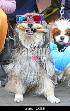 Londra, Regno Unito. Il 29 aprile 2017. Gus il cane di salvataggio che ha vinto il secondo posto vestito come Dogtor che tenendo il suo cacciavite sonico e indossare gli occhiali 3D alla Sci-Fido cosplay dog show al Sci-Fi Londra, a Juju's Bar presso la Old Truman Brewery, Londra dove i cani vestito in tema di pellicola fancy dress costume per il festival del film e per raccogliere fondi per il salvataggio del cane la carità tutti i cani Importa. Credito: Paul Brown/Alamy Live News Foto Stock