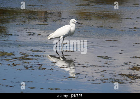 Cuckmere Haven, East Sussex, Regno Unito. Il 29 aprile 2017. Una garzetta wades attraverso le acque poco profonde in una bella giornata di sole a Cuckmere Haven in East Sussex, Credito: Julia Gavin UK/Alamy Live News Foto Stock