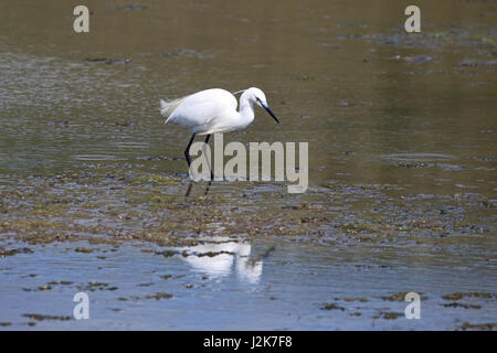 Cuckmere Haven, East Sussex, Regno Unito. Il 29 aprile 2017. Una garzetta wades attraverso le acque poco profonde in una bella giornata di sole a Cuckmere Haven in East Sussex, Credito: Julia Gavin UK/Alamy Live News Foto Stock