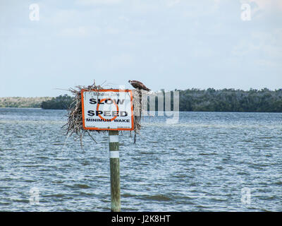 I lamantini segnaletica di pericolo con una lenta velocità di discesa minima e riattivazione Osprey o pesce hawk (Pandion haliaetus) seduto sul cartello USA, Florida Everglades Nazione Foto Stock