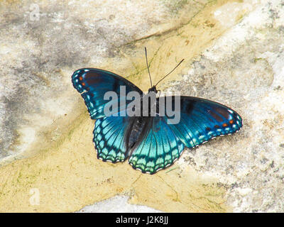 Primo piano di ammiraglio bianco o rosso-viola maculato blue butterfly, o limenitis arthemis Foto Stock