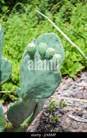 Ficodindia cactus verde con i frutti acerbi che assomiglia a piede umano Foto Stock