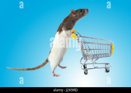 Ratto con carrello su sfondo blu. concetto per pet shop. ratto con un cestello Foto Stock
