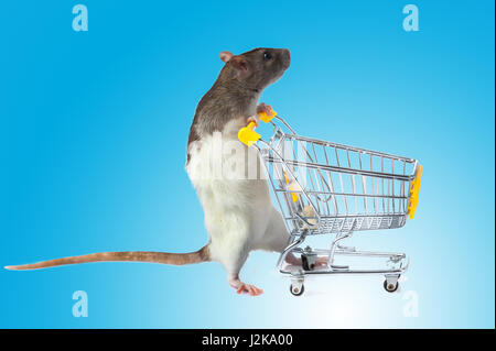 Ratto con carrello su sfondo blu. concetto per pet shop. ratto con un cestello Foto Stock