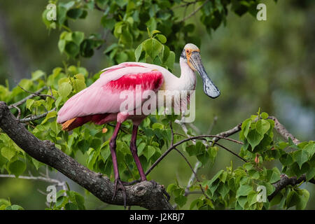 Roseate Spoonbill Jefferson Island Foto Stock