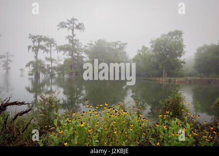 Di prima mattina nebbiosa lago paesaggio Martin, Louisiana Foto Stock