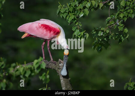 Roseate Spoonbill Jefferson Island, Louisiana Foto Stock