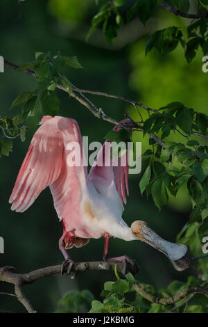 Roseate Spoonbill Jefferson Island, Lou, difendendo il suo territorio Foto Stock