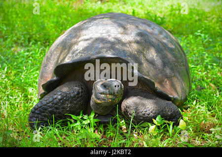 Primo piano ritratto di una tartaruga gigante delle Galapagos (Chelonoidis nigra) che mangia erba sull'isola di Santa Cruz, parco nazionale delle Galapagos, Ecuador. Foto Stock