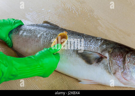 Pesce blyufish pulizia del pesce sulla pulizia scale di ide con uno speciale coltello seghettato Foto Stock