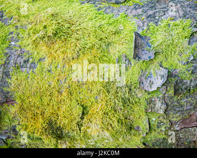 Il muschio cresce su un registro su un albero caduto Foto Stock