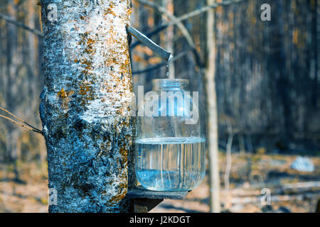 Produzione di birch SAP in un barattolo di vetro nella foresta. Primavera Foto Stock