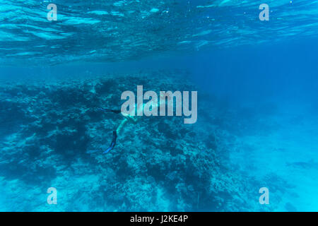 Giovane donna immersioni su una apnea ed affinamento sulla barriera corallina in mare blu Foto Stock