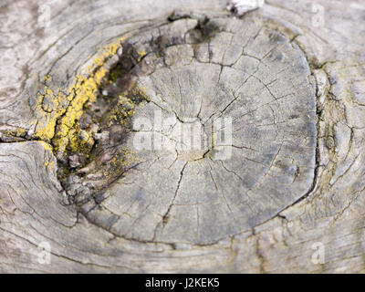 Close up texture di legno della panchina del parco vecchie e arrugginite con MOSS e con sfocatura selettiva e la messa a fuoco in luce con cerchio crepe Foto Stock