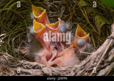 American Robin's Nest Foto Stock