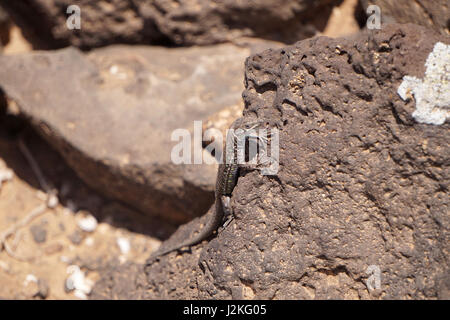 Haria Lizard su Isla de Lobos, Fuerteventura, Spagna Foto Stock