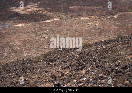 La nidificazione degli uccelli marini sul terreno, Isla de Lobos, Fuerteventura, Spagna Foto Stock