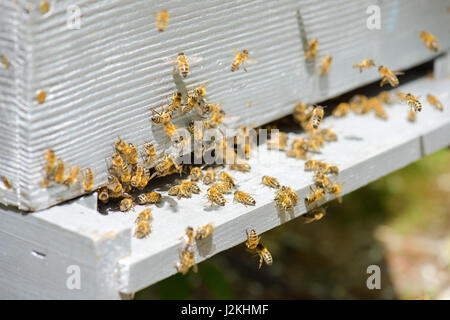 Api battenti intorno al loro alveare Foto Stock
